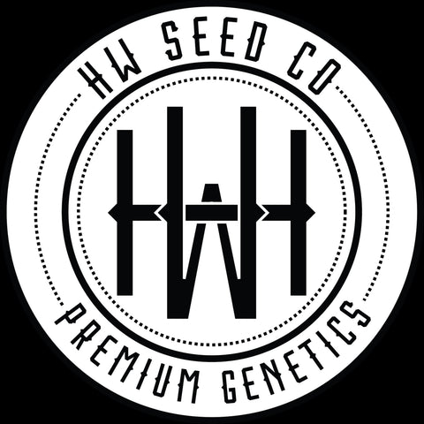 4 Stück HW Seeds Amnesia Lemon Automatic (Amnesia Lemon x XXL Automatic)