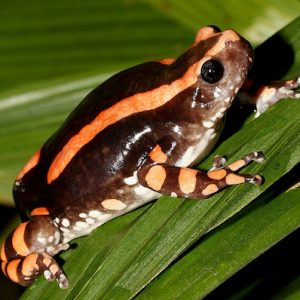 PHRYNOMANTIS BIFASCIATUS KRÖTENGIFT